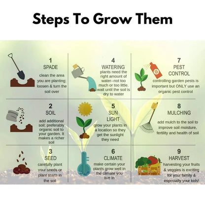 Imported Elegant Climbing Rose Flower Seeds With Plant Growth Suplement