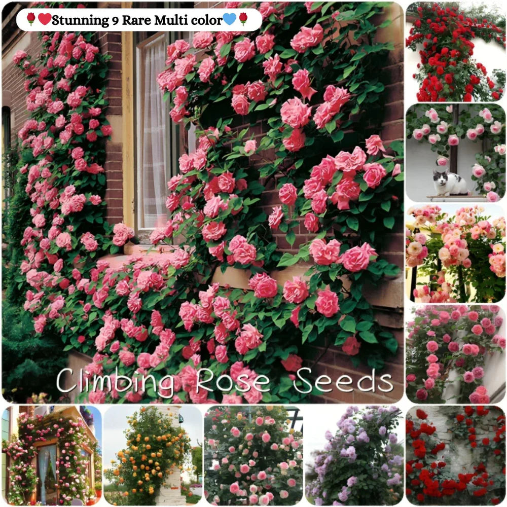 Imported Elegant Climbing Rose Flower Seeds With Plant Growth Suplement