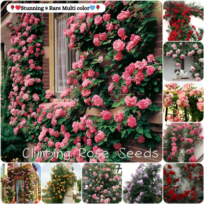 Imported Elegant Climbing Rose Flower Seeds With Plant Growth Suplement