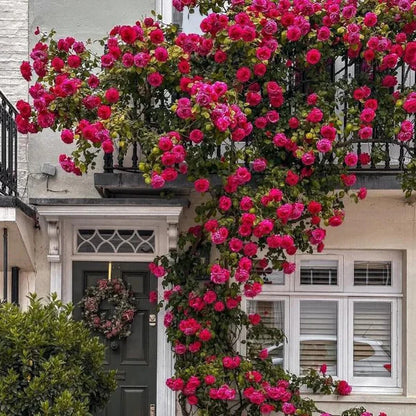 Imported Elegant Climbing Rose Flower Seeds With Plant Growth Suplement