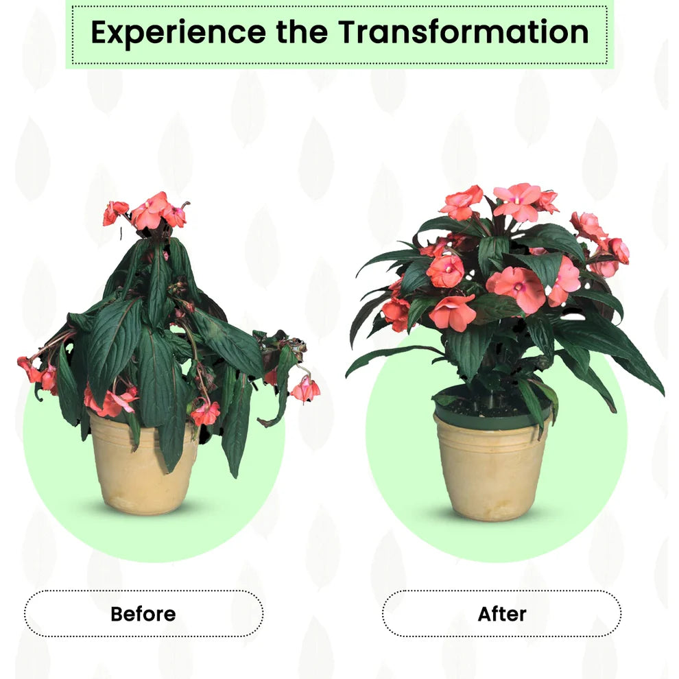 Premium Plant Support Sticks (50 Packs)