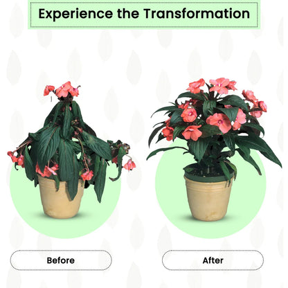 Premium Plant Support Sticks (50 Packs)