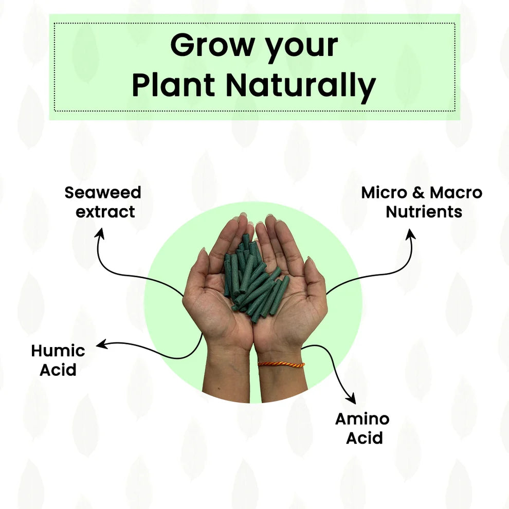 Premium Plant Support Sticks (50 Packs)