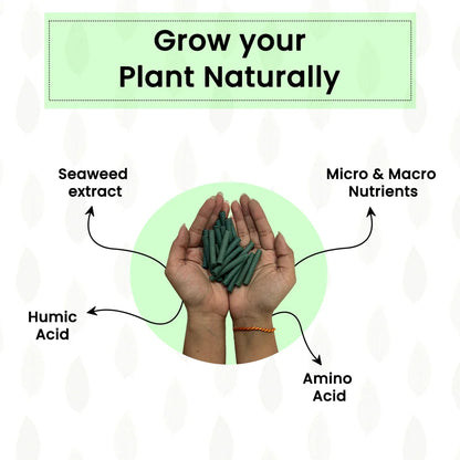 Premium Plant Support Sticks (50 Packs)