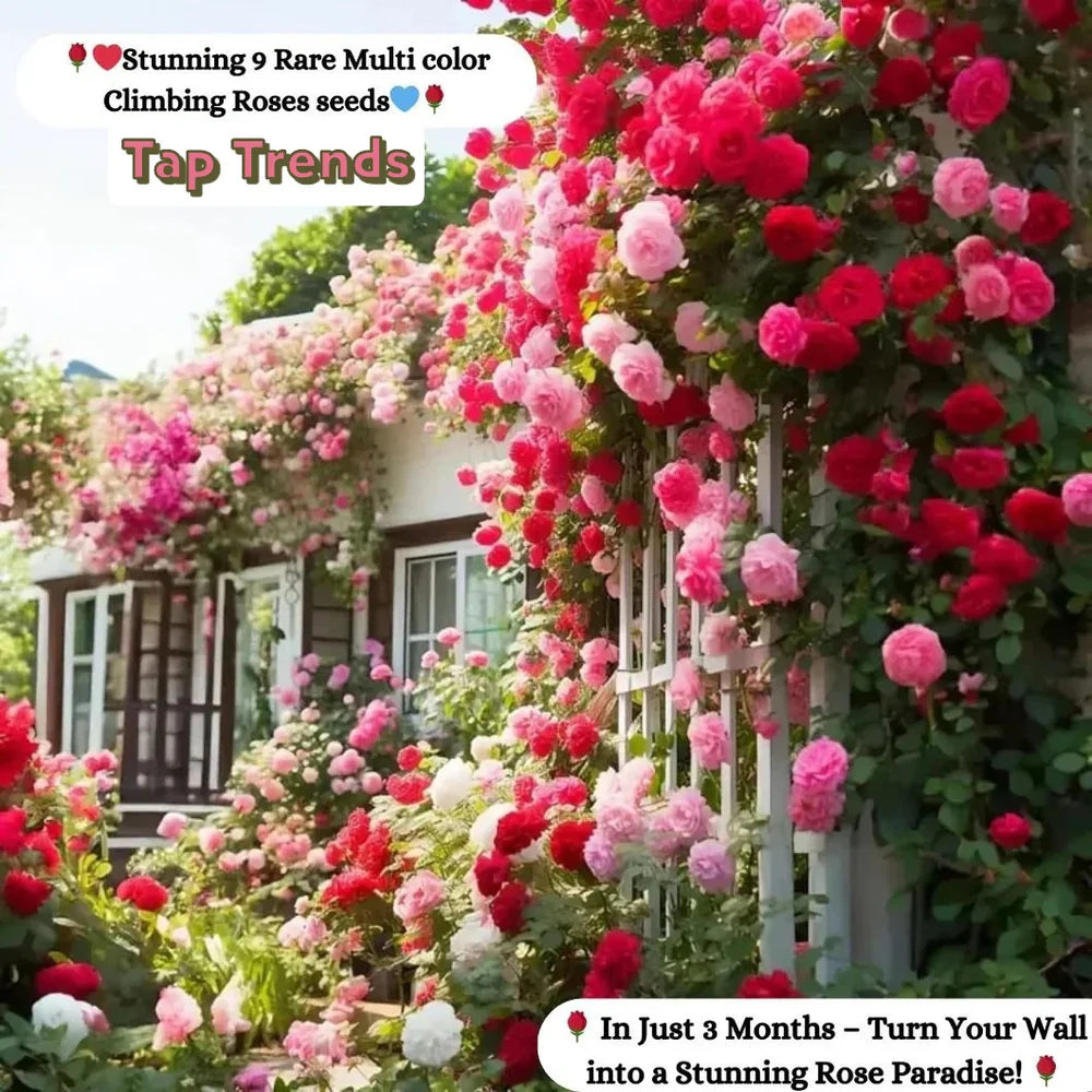 Imported Elegant Climbing Rose Flower Seeds With Plant Growth Suplement