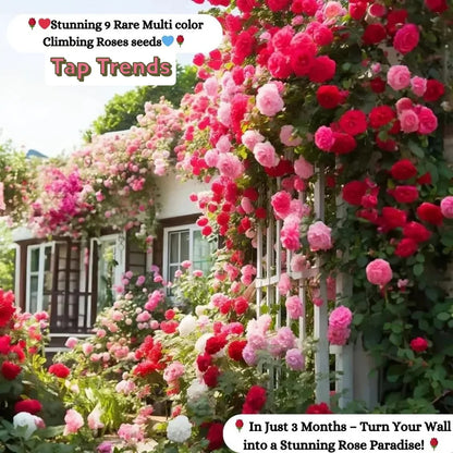 Imported Elegant Climbing Rose Flower Seeds With Plant Growth Suplement