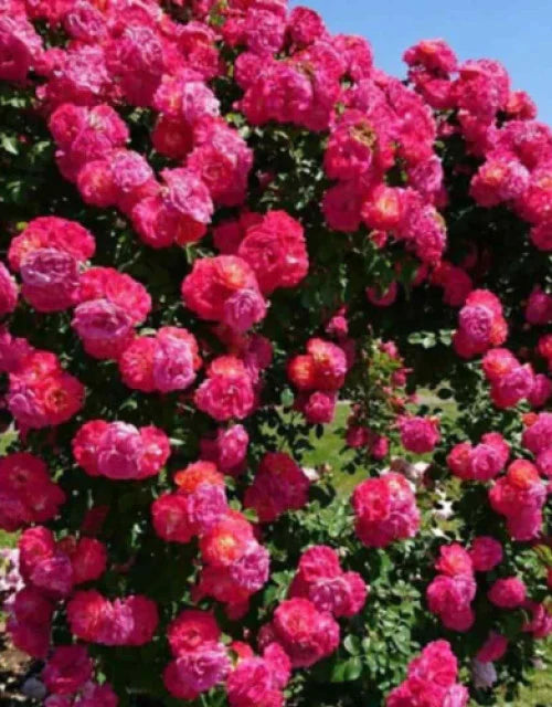 Imported Elegant Climbing Rose Flower Seeds With Plant Growth Suplement